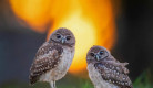 bird-photography-owls-theodore-emery-01.jpg